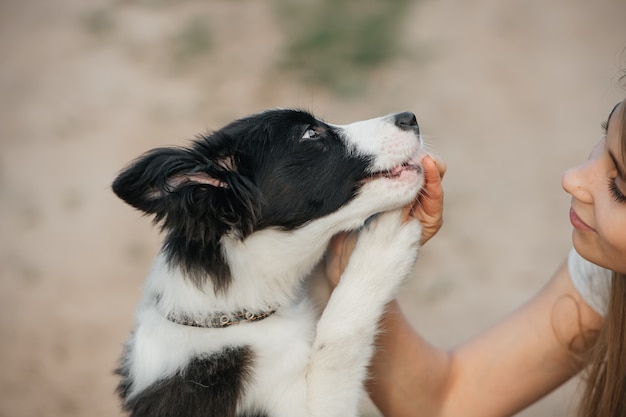 Schwarzweiss-Randcolliehundewelpe im Feld