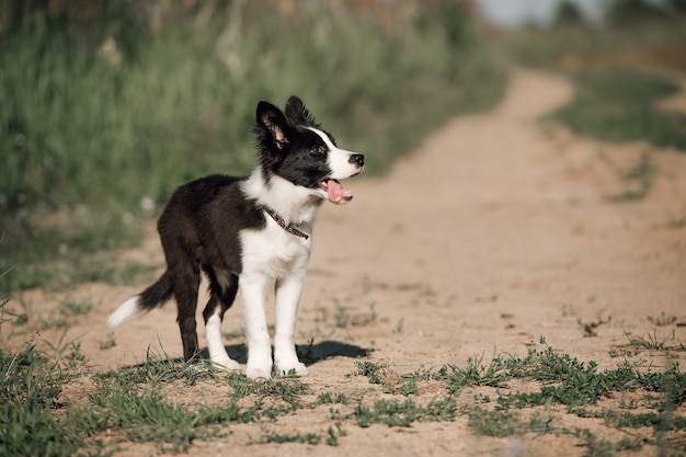 Schwarzweiss-Randcolliehundewelpe im Feld