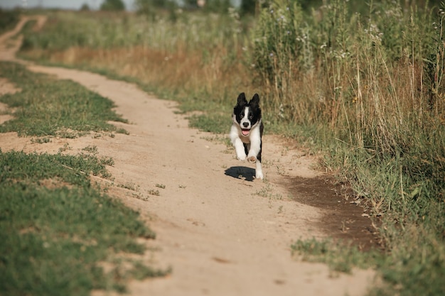 Schwarzweiss-Randcolliehundewelpe im Feld