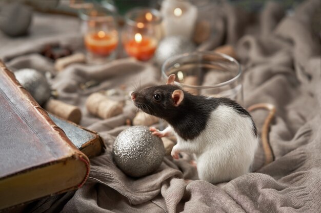 Schwarzweiss-Ratte unter Weihnachtsspielwaren und -kerzen