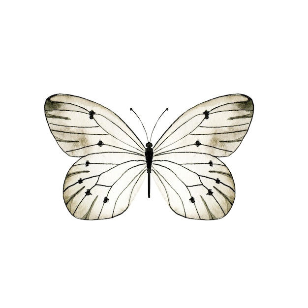 Schwarzweiss-Schmetterling des Aquarells