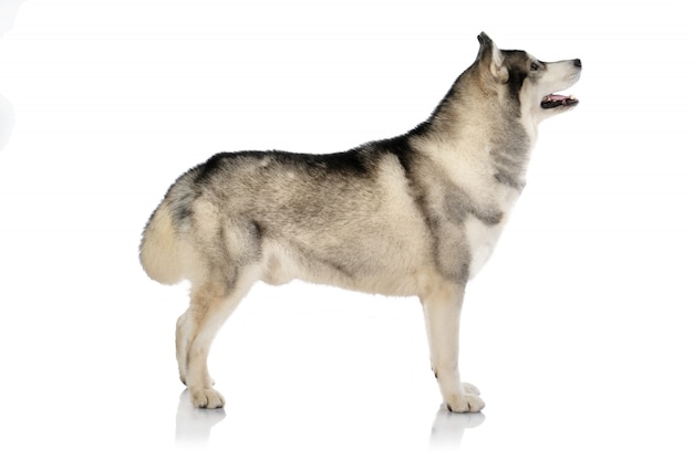 Schwarzweiss-sibirischer husky-hund auf weiß