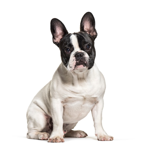 Schwarzweiss-sitzende französische Bulldogge, isoliert