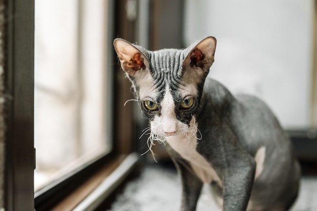 Schwarzweiss-Sphynxkatze, die auf der Fensterbank sitzt