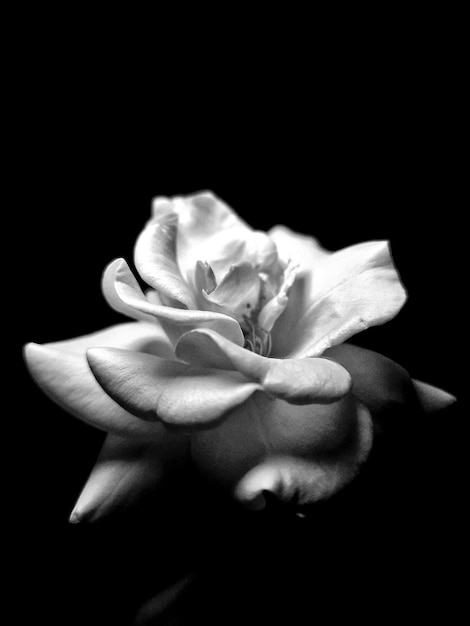 Foto schwarzweißfoto einer rose auf schwarzem hintergrund monochrom