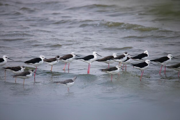 Foto schwarzwingige stelzen stehen in einem see vögel auf einem see