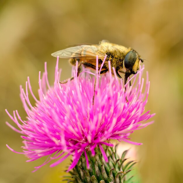 Schwebfliege auf einer Blume