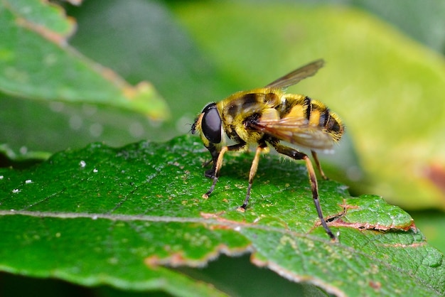 Foto schwebfliege