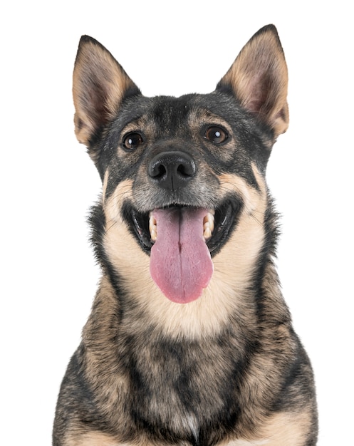 Schwedisches Vallhund im Studio