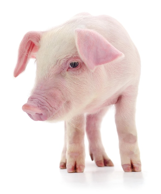 Schwein auf Weiß