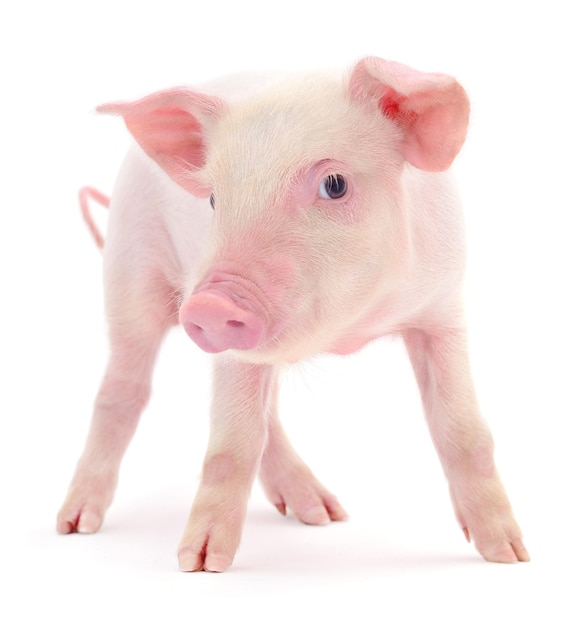 Schwein auf Weiß