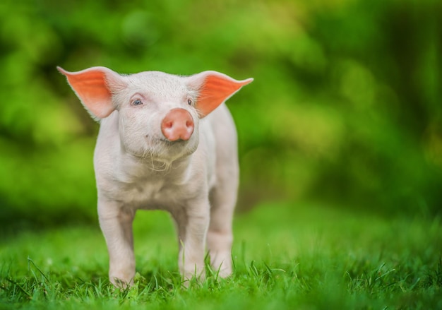 Schwein, das auf dem Naturhintergrund des grünen Grases wegschaut