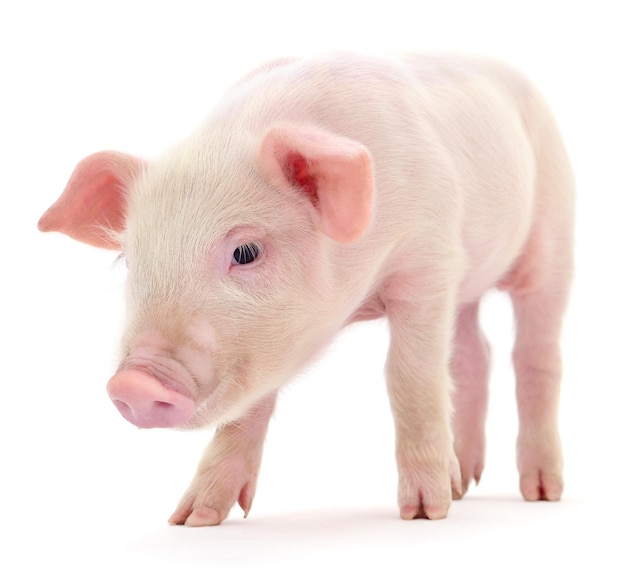 Schwein, das auf weißem Hintergrund dargestellt ist