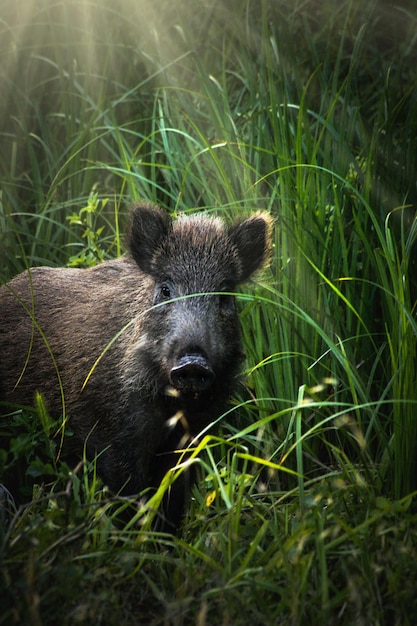 Foto schwein, das aus dem von der sonne beleuchteten wald auftaucht