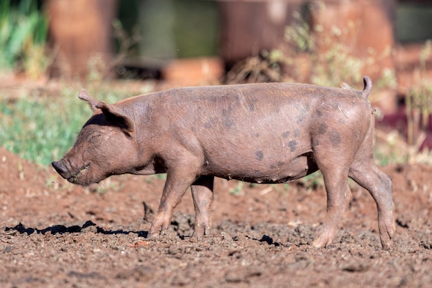 Schwein, das durch Weide auf der Farm geht