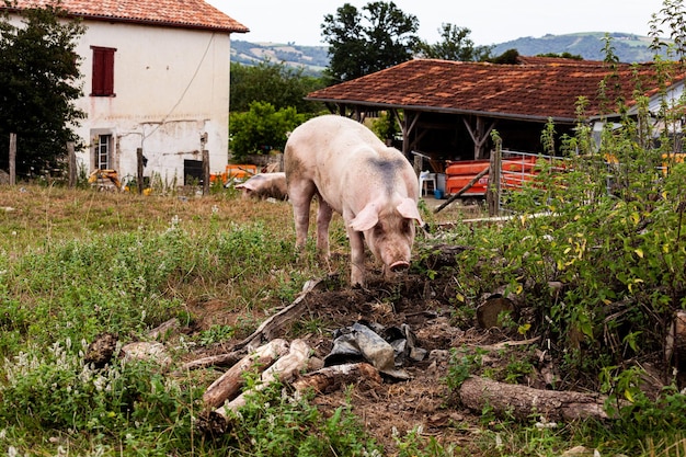 Schwein frisst auf einer Wiese in einem Bio-Fleischbetrieb