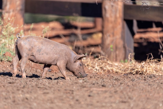 Schwein geht durch die Weide auf dem Bauernhof