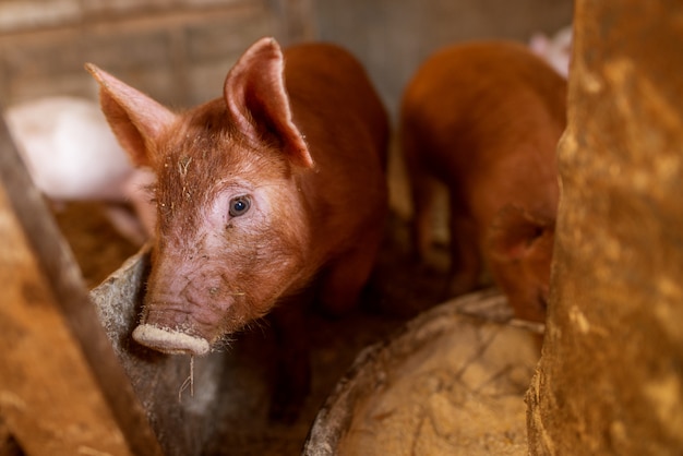 Schwein im Schweinestall.