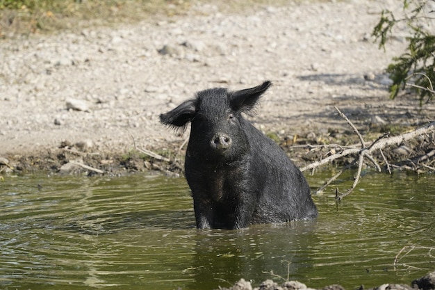 Schwein im Teich