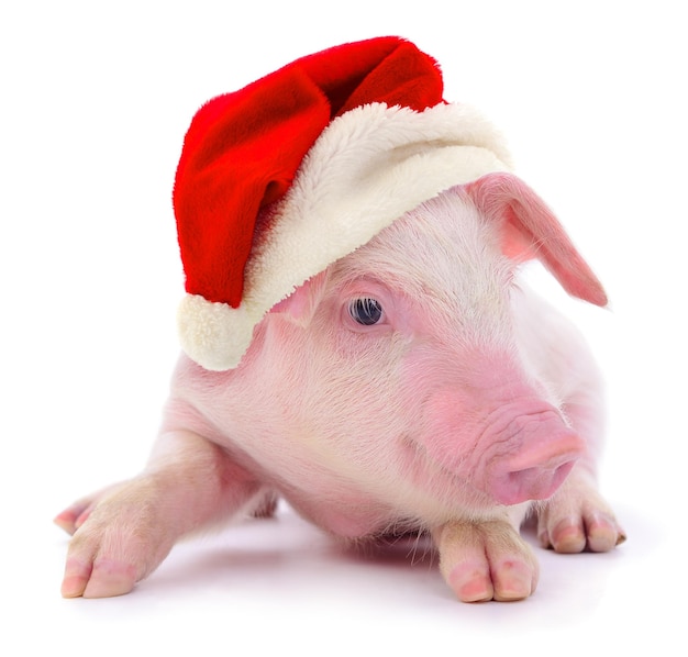 Schwein in einem roten Weihnachtsmann-Hut