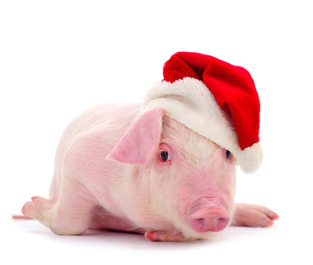 Schwein in einem roten Weihnachtsmann-Hut