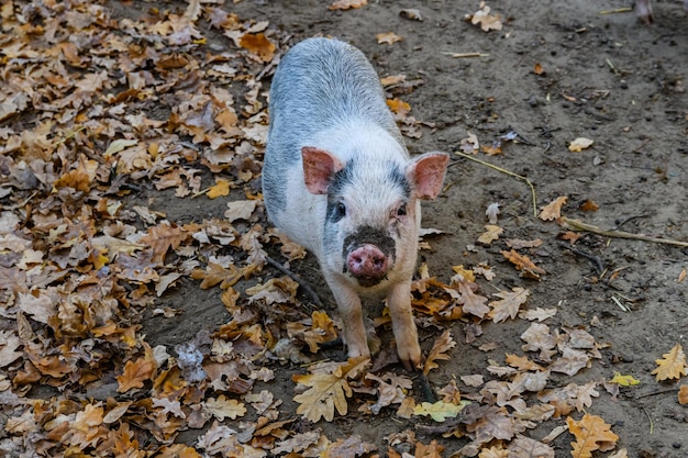 Schwein in einer Koppel auf dem Bauernhof auf dem Land