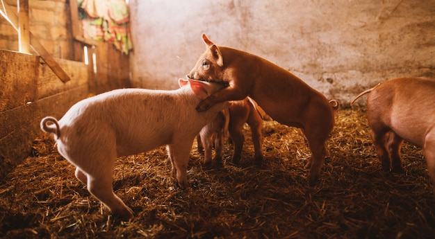 Schwein spielt im Schweinestall