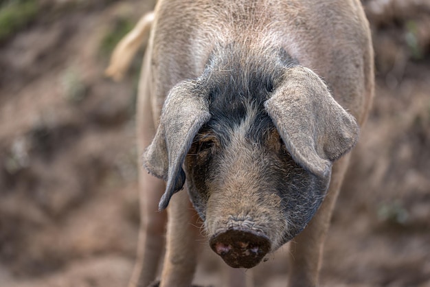 Schwein steht auf dem Bauernhof und schaut in die Kamera