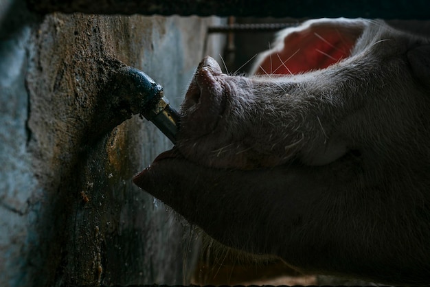 Schwein trinkt aus einem Wasserspeier in einem Bauernhaus