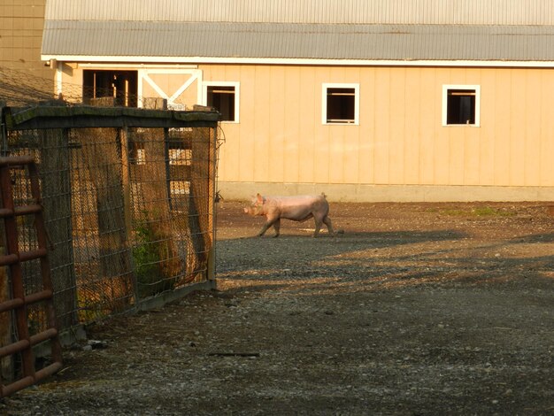 Schwein vor dem Haus