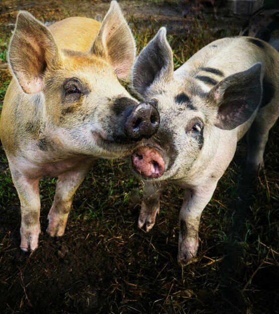 Foto schweine auf dem feld