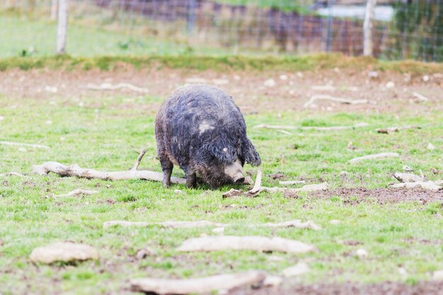 Schweine der Mangalica-Rasse