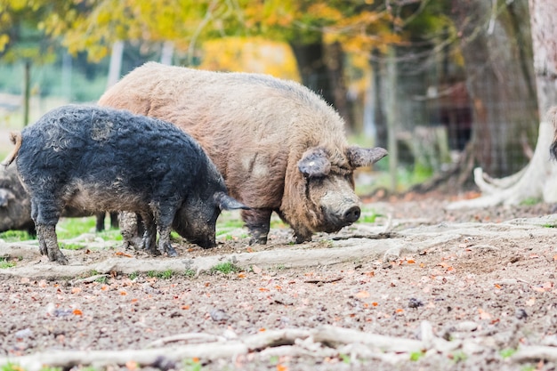 Schweine der Mangalica-Rasse