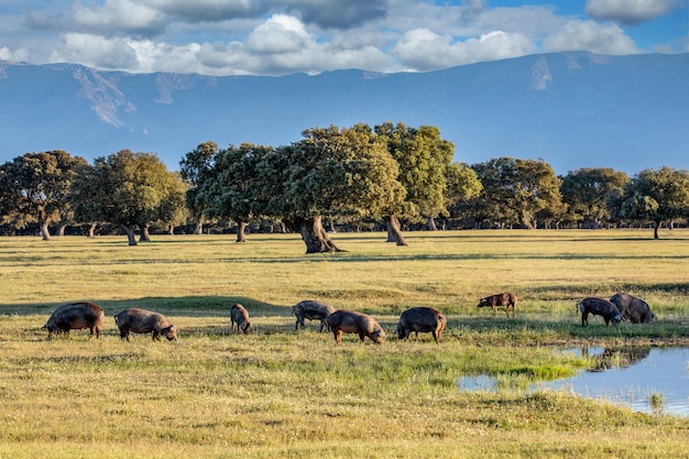 Schweine, die im Herbst auf dem Feld fressen