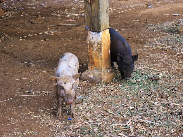 Schweine in dem kleinen Dorf im Süden von Laos