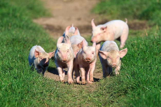 Schweine laufen auf dem Feld