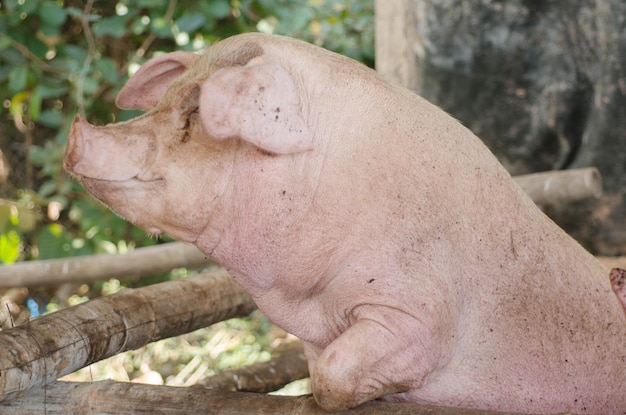 Foto schweine leben auf dem betrieb