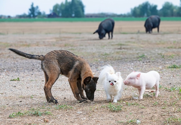 Schweine und Hunde auf dem Bauernhof