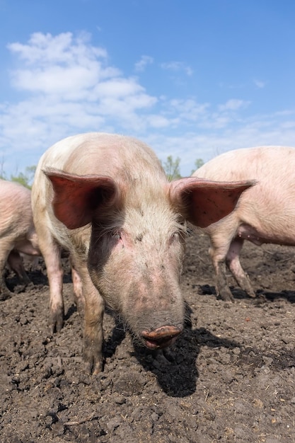 Schweinehaltung Aufzucht und Zucht von Hausschweinen