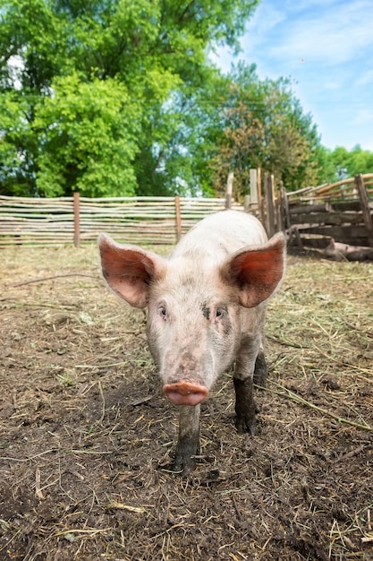 Schweinehaltung Aufzucht und Zucht von Hausschweinenx9