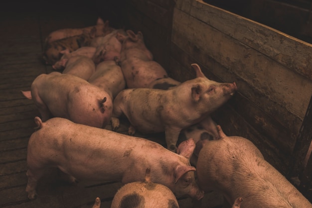 Foto schweineherde im gehege