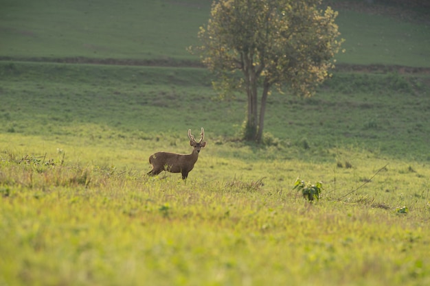 Schweinehirsch steht allein auf der Wiese