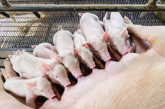 Schweinemutter füttert das Babyschwein, Gruppe süßer neugeborener Ferkel, die Pflegeschlaf erhalten, um gleichzeitig Milch von der Mutter zu saugen, Landwirtschaft und Landwirtschaft in Asien in Thailand