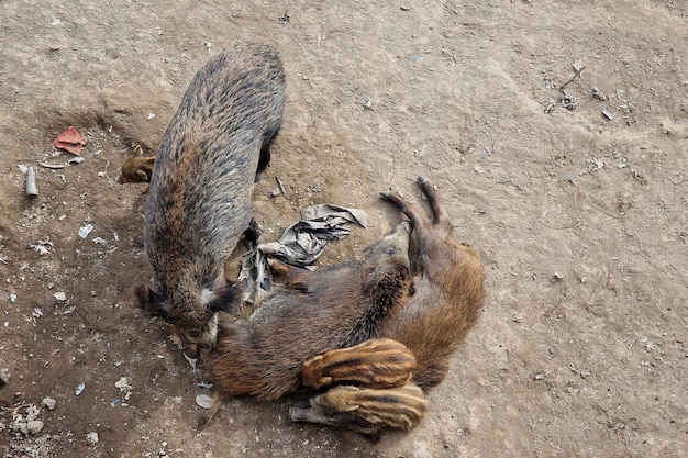 Schweinepest Wildschweine in der Stadt Genua Fluss Bisagno städtische Wildtiere auf der Suche nach Nahrung im Müll und ruhen