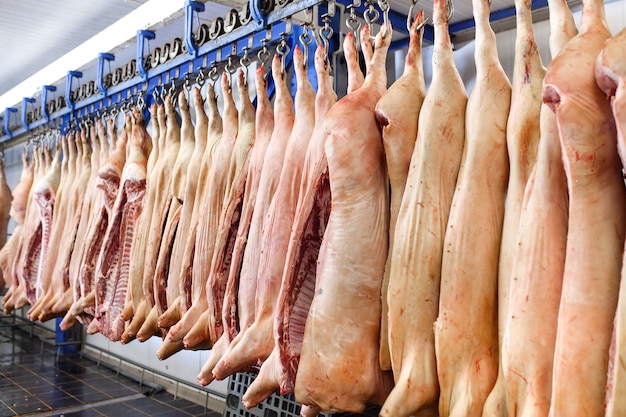 Schweineschlachtkörper beinahe eingeschnitten im Kühlraum der Lebensmittelverarbeitungsanlage gelagert.