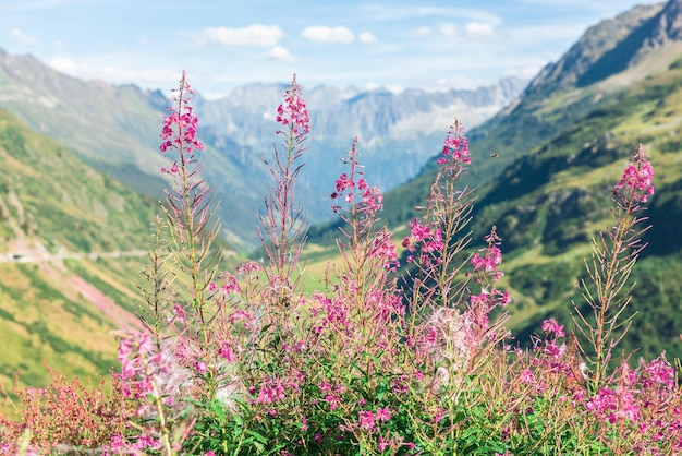 Schweizer Apls-Berge im Sommer mit wilden rosa Blumen im Vordergrund