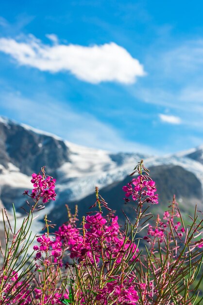 Schweizer Apls-Berge im Sommer mit wilden rosa Blumen im Vordergrund