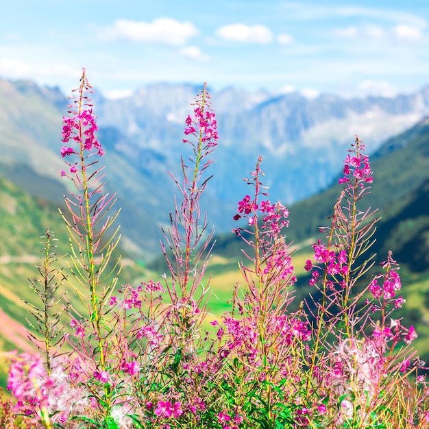 Schweizer Apls mit wilden rosa Blüten