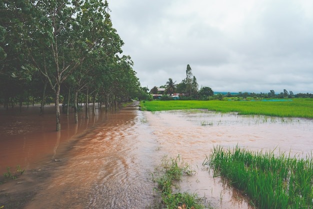 Schwere Überschwemmung im Reisfeld des ländlichen oder ländlichen Raums