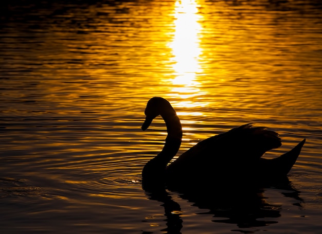 Schwimmen bei Sonnenuntergang ein Schwan, Schwan im Frühling in den goldenen Strahlen während des Sonnenuntergangs, Frühling auf dem See mit einem einsamen Schwan, Nahaufnahme